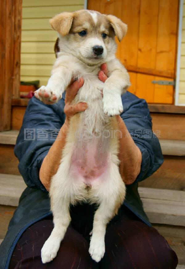 细小狗狗死了：面对悲伤，我们如何前行