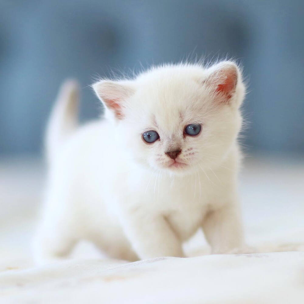 狗狗突然爱咬东西